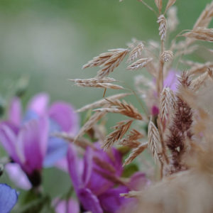 Schneider Xenotar 100/f2.8 Photo-Sonic